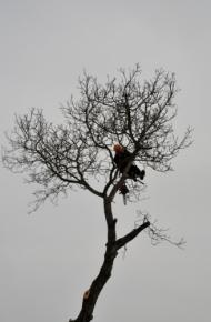 Vítr ve větvích :)