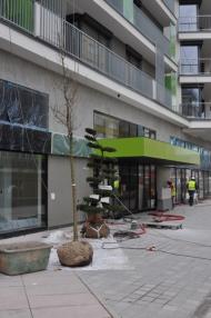 Transport stromů - příprava