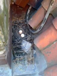 Holubí hnízdo ve žlabu - Vršovické nám.