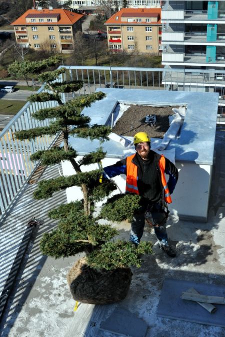 Doprava stromku na terasu